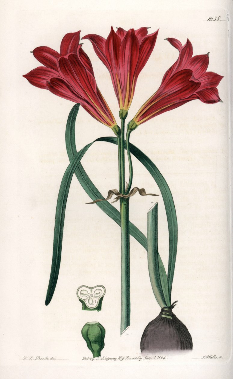 Rodophiale bifide - S.Watts的刻板，基于Sarah Anne Drake（1803-1857）的插图，来自英国Sydenham Edwards（1768-1819）的植物学记录。 作者 西德纳姆·泰斯特·爱德华兹