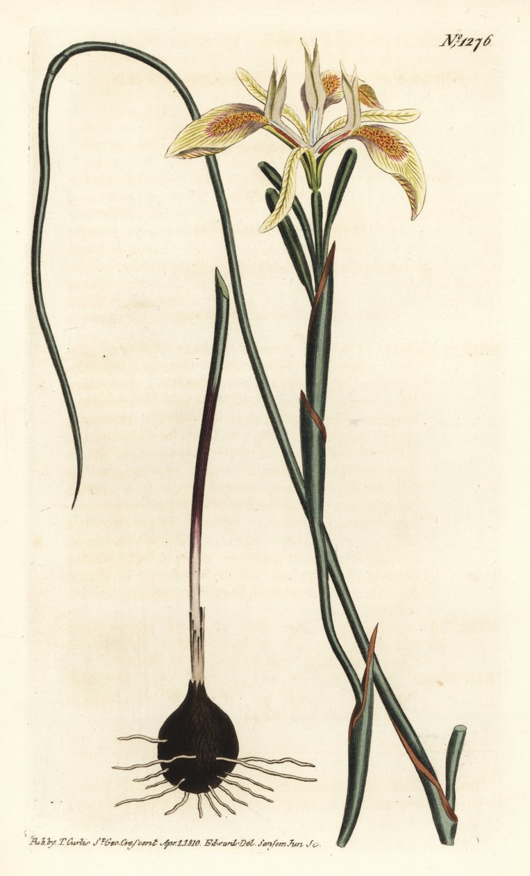 卷叶海棠，Moraea angusta。F. Sansom Jr.根据Sydenham Edwards的插图进行的手绘铜版画，出自William Curtis的植物学杂志，T. Curtis，伦敦 作者 西德纳姆·泰斯特·爱德华兹