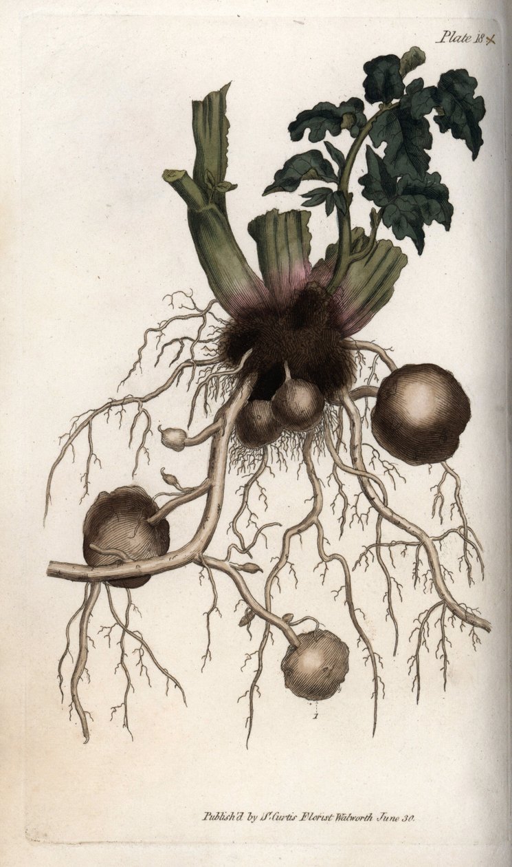 一个种薯的根和块茎。彩色铜版画，由Sydenham Edwards（1768-1819）为兰贝斯植物园（英国）的植物学会议绘制的插图。 作者 西德纳姆·泰斯特·爱德华兹