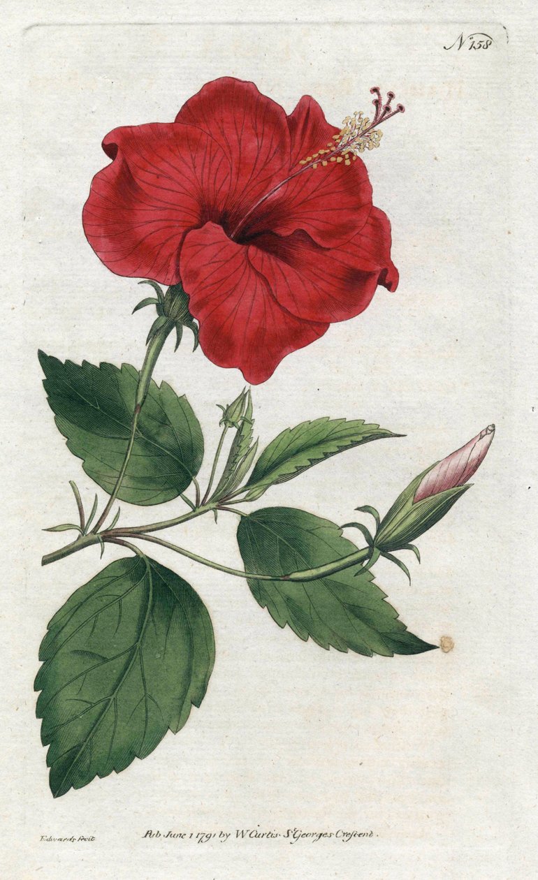 中国的玫瑰--西登纳姆-爱德华兹（1768-1819）的石版画，版式来自威廉-柯蒂斯的植物杂志（1746-1799）。 作者 西德纳姆·泰斯特·爱德华兹