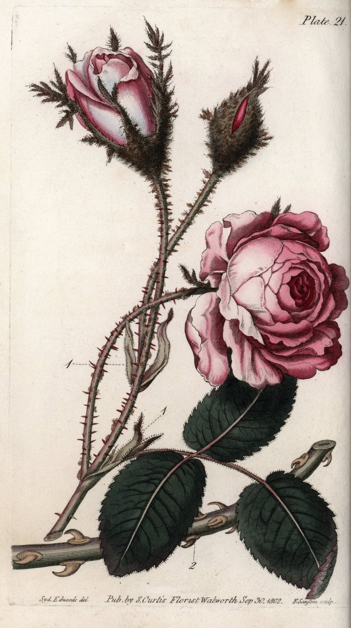 玫瑰，玫瑰花百叶。彩色铜版画，由Sydenham Edwards（1768-1819）为兰贝斯植物园（英国）植物学会议绘制的插图。 作者 西德纳姆·泰斯特·爱德华兹