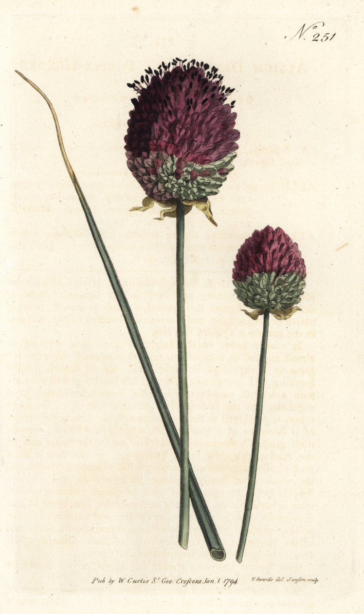 圆头大蒜，Allium sphaerocephalon（紫头大蒜，Allium descendens）。Sansom根据Sydenham Edwards的插图进行的手绘铜版画，出自William Curtis的植物杂志，伦敦 作者 西德纳姆·泰斯特·爱德华兹