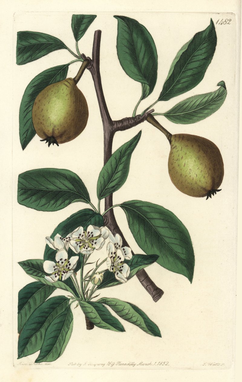 鼠尾草叶梨--鼠尾草叶梨，Pyrus salviifolia（Pyrus salvifolia）。S. Watts根据Sarah Drake的插图进行的手绘铜版画，出自伦敦Ridgeway的Sydenham Edwards《植物志》。 作者 西德纳姆·泰斯特·爱德华兹