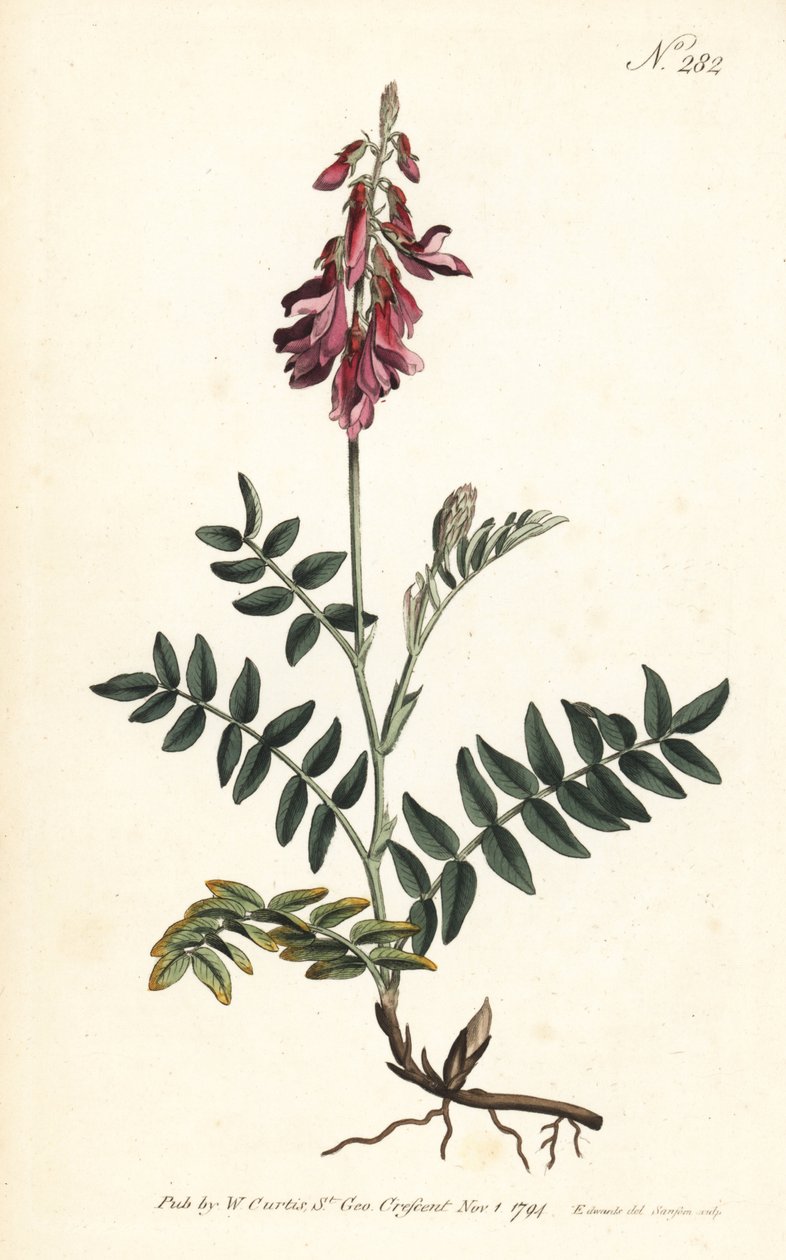 Sainfoin des Alpes--阿尔卑斯山圣女果，Hedysarum hedysaroides (Creeping rooted hedysarum obscurum)--Sansom根据Sydenham Edwards的插图绘制的手绘铜版画，出自伦敦William Curtis的植物杂志。 作者 西德纳姆·泰斯特·爱德华兹