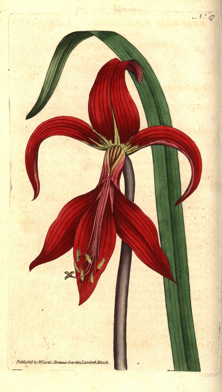 圣詹姆斯百合 - Jacobean 百合或阿兹特克百合，Sprekelia formosissima (Jacobean amaryllis, Amaryllis formosissima)。 James Sowerby 的手绘铜版画和植物插图，来自 William Curtis 的 The Botanical Magazine, Lambeth Marsh, L 作者 西德纳姆·泰斯特·爱德华兹