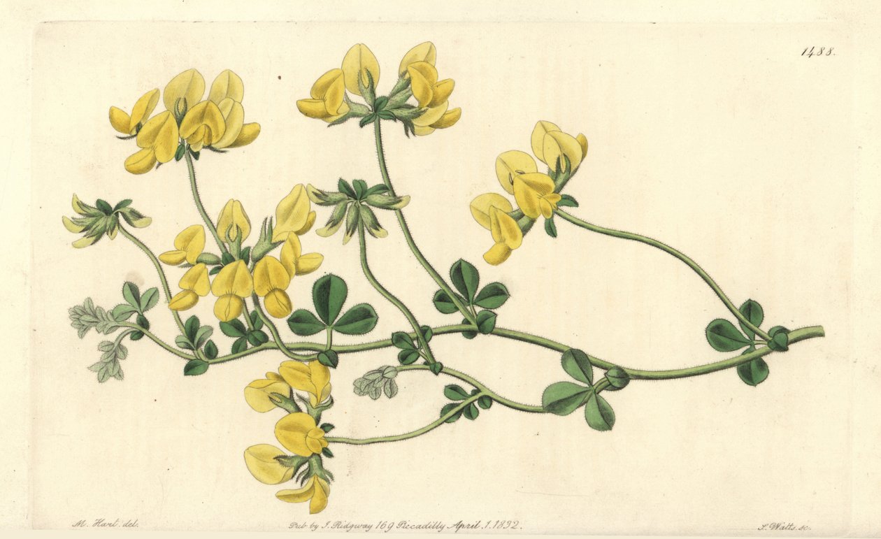 沙莲 - 沙莲，Lotus arenarius。S. Watts根据M. Hart的插图进行的手绘铜版画，出自伦敦Ridgeway的Sydenham Edwards《植物志》。 作者 西德纳姆·泰斯特·爱德华兹
