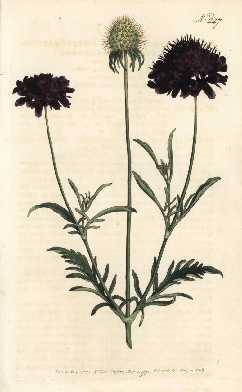 花园里的疥疮--甜蜜的疥疮，Scabiosa atropurpurea。Sansom根据Sydenham Edwards的插图进行的手绘铜版画，伦敦William Curtis的植物学杂志。 作者 西德纳姆·泰斯特·爱德华兹