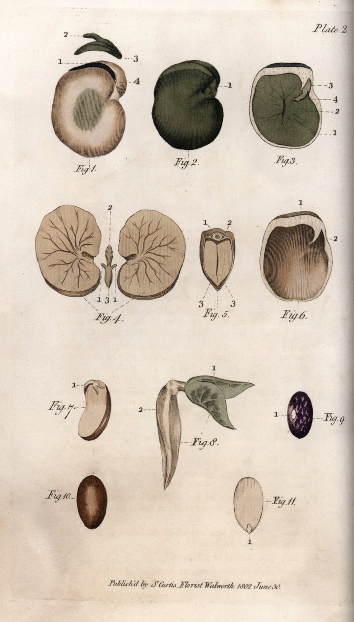 种子及其部分：普通豆子和无花果种子的品种。彩色铜版画，由Sydenham Edwards（1768-1819）为兰贝斯植物园（英国）的植物学会议提供的插图。 作者 西德纳姆·泰斯特·爱德华兹