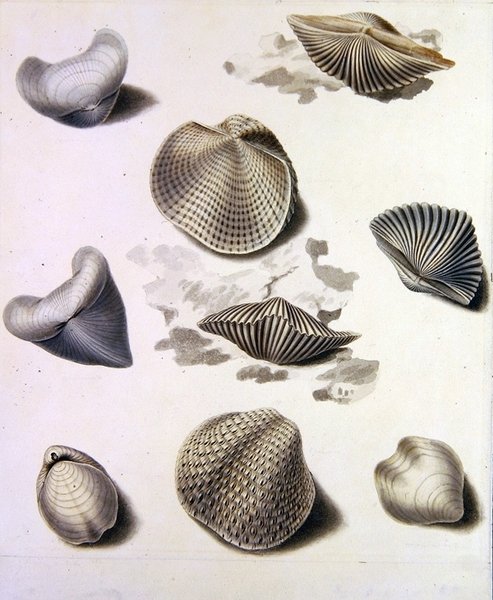 贝壳和海洋植物（铅笔、钢笔、墨水和纸上水彩）（另见351984、351986和351987）。 作者 西德纳姆·泰斯特·爱德华兹