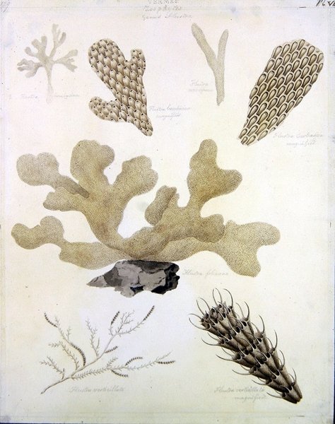 贝壳和海洋植物（铅笔、钢笔、墨水和纸上水彩）（另见351984、351985和351986）。 作者 西德纳姆·泰斯特·爱德华兹