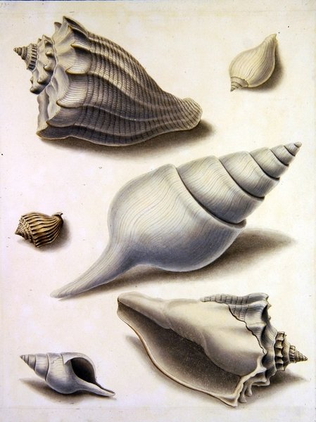贝壳和海洋植物（纸上铅笔、钢笔、墨水和水彩）（另见351984、351985和351987）。 作者 西德纳姆·泰斯特·爱德华兹