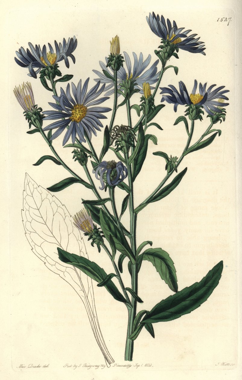 闪亮的翠菊，壮观的翠菊。 S. Watts 手绘铜版画，由来自伦敦里奇韦 Sydenham Edwards