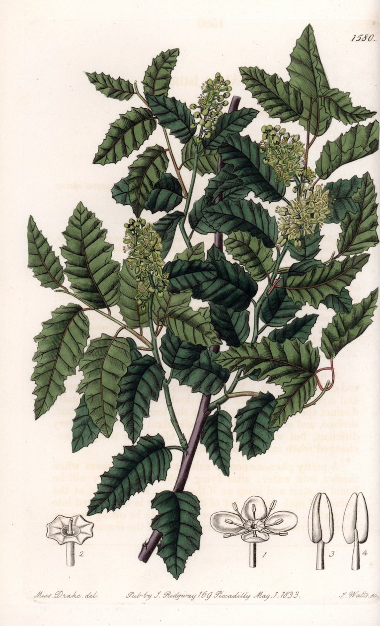 灌木Schinus latifolia，胡椒品种--由S.Watts雕刻的图版，来自Sarah Anne Drake（1803-1857）的插图，出自英国Sydenham Edwards（1768-1819）的植物学登记册。 作者 西德纳姆·泰斯特·爱德华兹