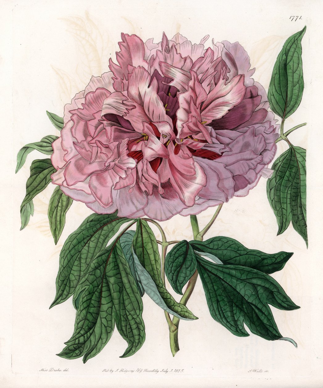 灌木牡丹或绵羊牡丹--S.Watts的刻板，出自莎拉-安妮-德雷克（1803-1857）的插图，出自英国西登纳姆-爱德华兹（1768-1819）的植物学登记册 作者 西德纳姆·泰斯特·爱德华兹