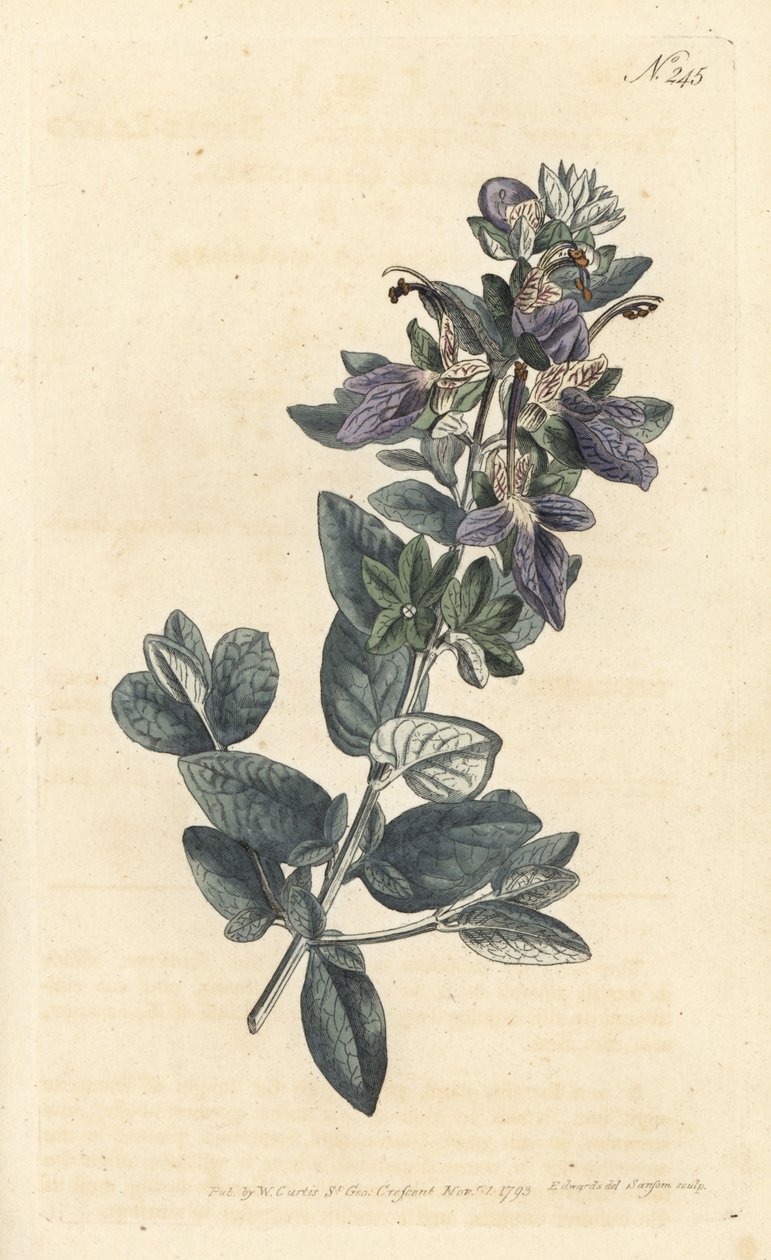 灌木状夹竹桃，Teucrium fruticans（Teucrium latifolium）--Sansom根据Sydenham Edwards rom William Curtis《植物学杂志》的插图进行的手绘铜版画，伦敦 作者 西德纳姆·泰斯特·爱德华兹