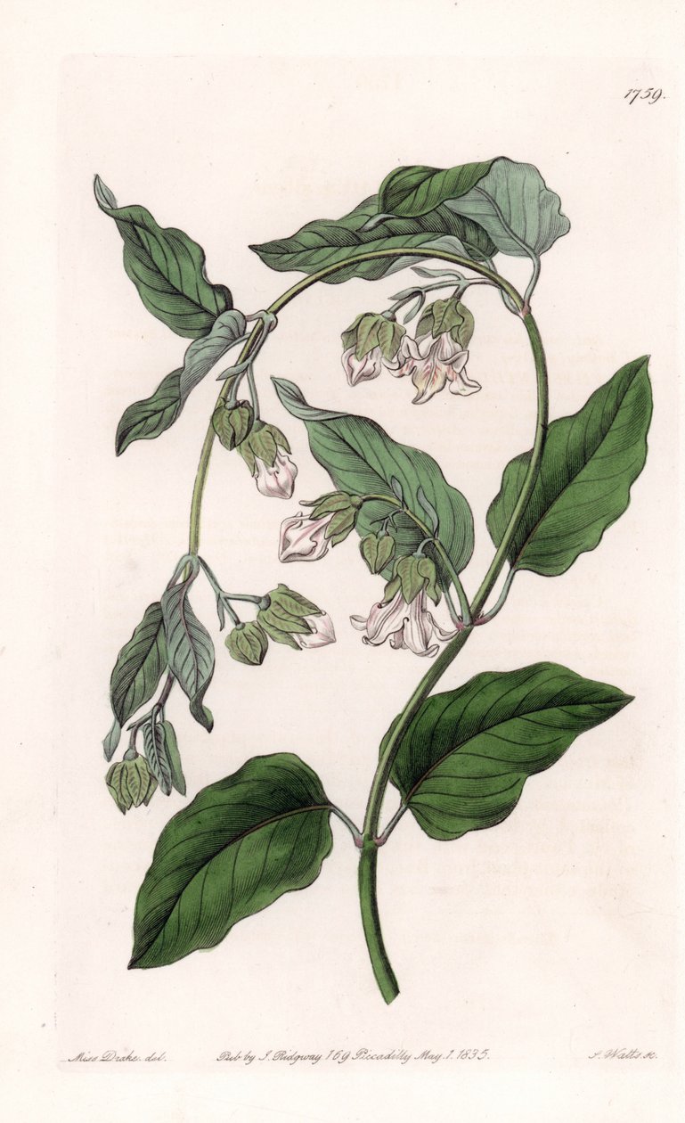 持丝人Araujia--由S.Watts雕刻的图版，来自Sarah Anne Drake（1803-1857）的插图，出自英国Sydenham Edwards（1768-1819）的植物学记录。 作者 西德纳姆·泰斯特·爱德华兹