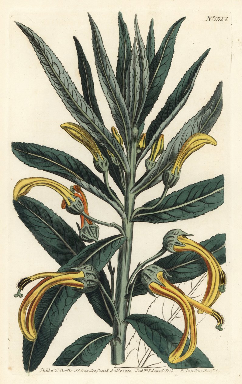 Siphocampylus giganteus，濒临灭绝（巨大的龙须菜，Lobelia gigantea）。F. Sansom Jr.根据Sydenham Edwards的插图进行的手绘铜版画，出自William Curtis的植物学杂志，T. Curtis，伦敦 作者 西德纳姆·泰斯特·爱德华兹