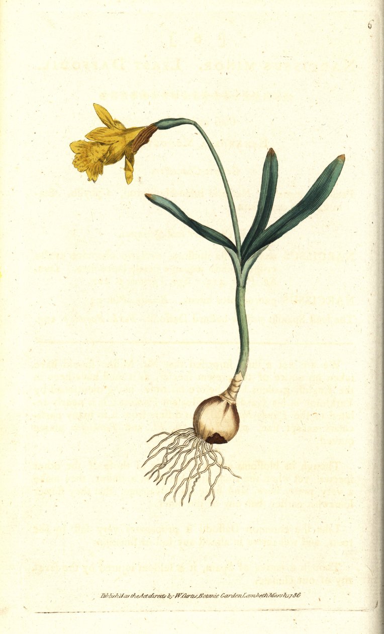 小水仙--最小的水仙，Narcissus pseudonarcissus亚种（Narcissus minor）。根据詹姆斯-索尔比的植物学插图进行的手绘铜版画，出自威廉-柯蒂斯的《植物学杂志》，伦敦兰贝斯沼泽地 作者 西德纳姆·泰斯特·爱德华兹