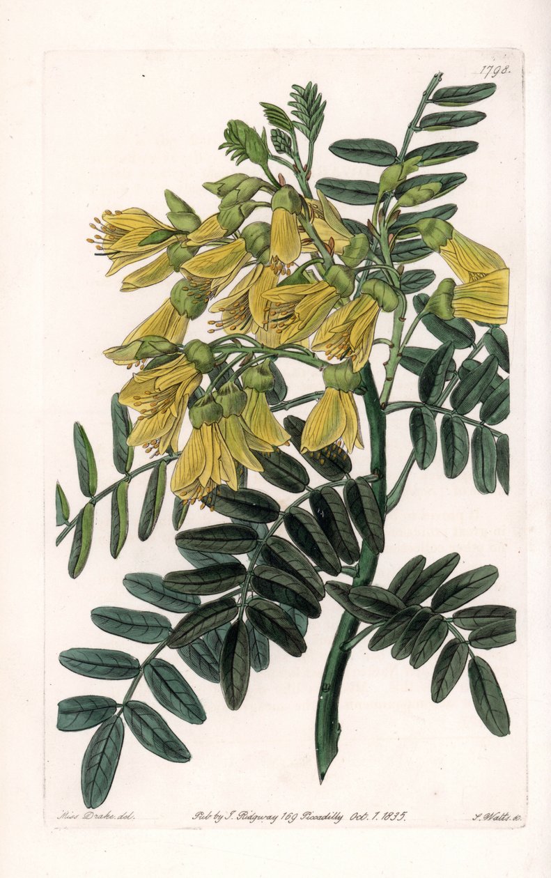 南美索普拉变种--S.Watts雕刻的，来自Sarah Anne Drake（1803-1857）的插图，出自英国Sydenham Edwards（1768-1819）的《植物志》。 作者 西德纳姆·泰斯特·爱德华兹