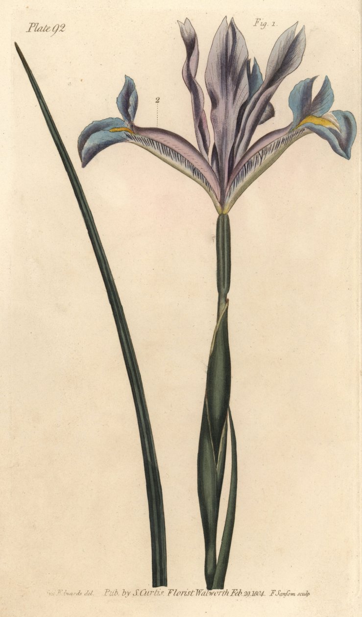 西班牙鸢尾花，Iris xiphium。F. Sansom的手绘铜版画，是Sydenham Edwards为William Curtis在兰贝斯植物园所做的植物学讲座而创作的植物学插图。 作者 西德纳姆·泰斯特·爱德华兹