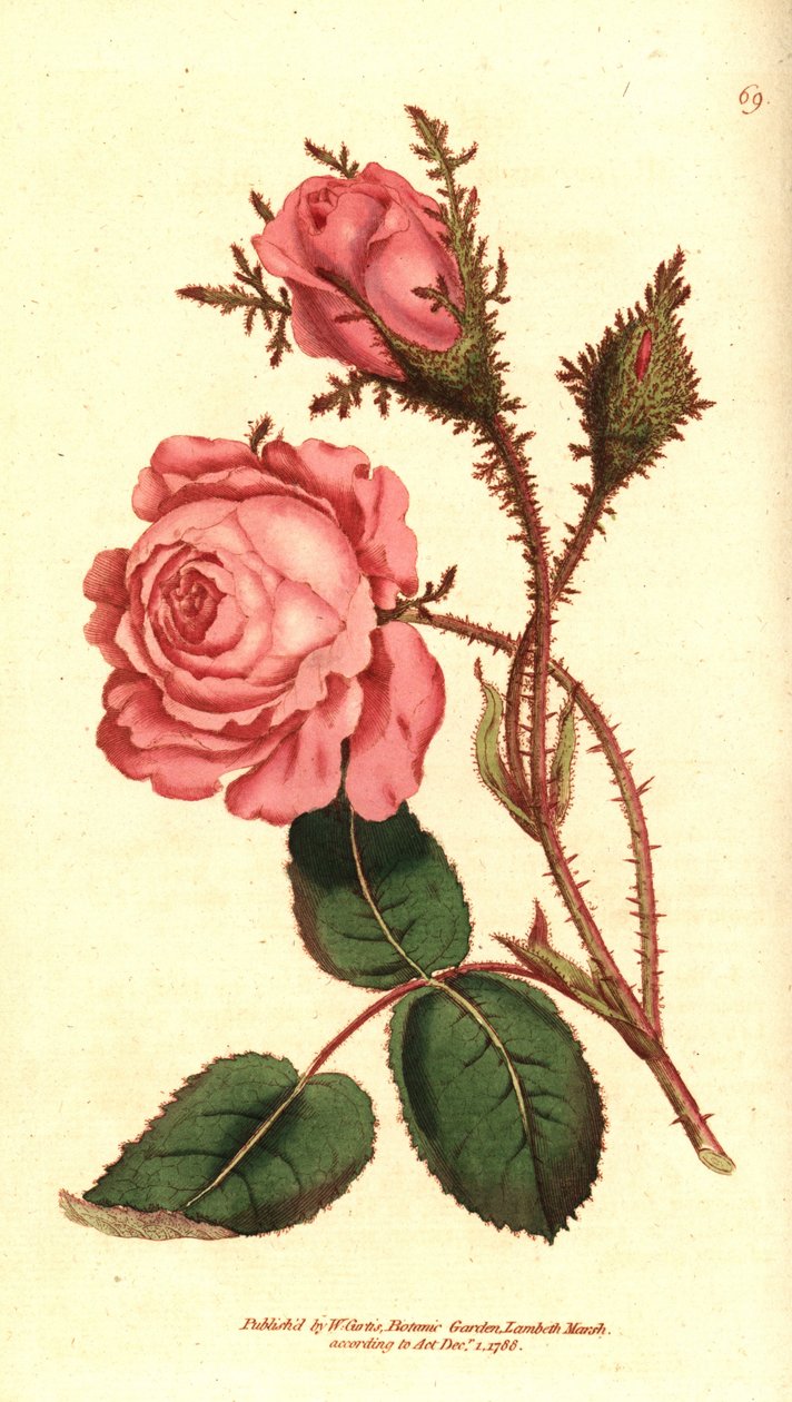闪亮的玫瑰（sparkling rose）--粉红色的苔藓，Rosa centifolia f. muscosa（蔷薇）。根据威廉-柯蒂斯的《植物学杂志》中的植物插图手绘铜版画，伦敦兰贝斯沼泽地 作者 西德纳姆·泰斯特·爱德华兹
