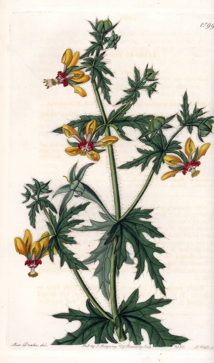 辛辣的罂粟花--由S.Watts雕刻的图版，出自莎拉-安妮-德雷克（1803-1857）的插图，出自英国西登纳姆-爱德华兹（1768-1819）的植物学登记册。 作者 西德纳姆·泰斯特·爱德华兹