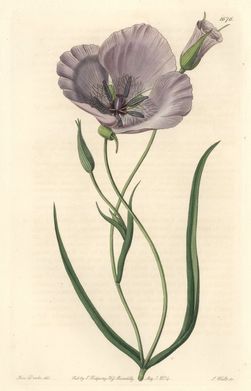 Splendid calochorte (splendid mariposa), native to California - Satiny calochortus or splendid mariposa lily, Calochortus splendens, Native to California - Handcoloured copperplate engraving S. Watts after an illustration by Miss Drake, from Sydenham Edwar 作者 西德纳姆·泰斯特·爱德华兹