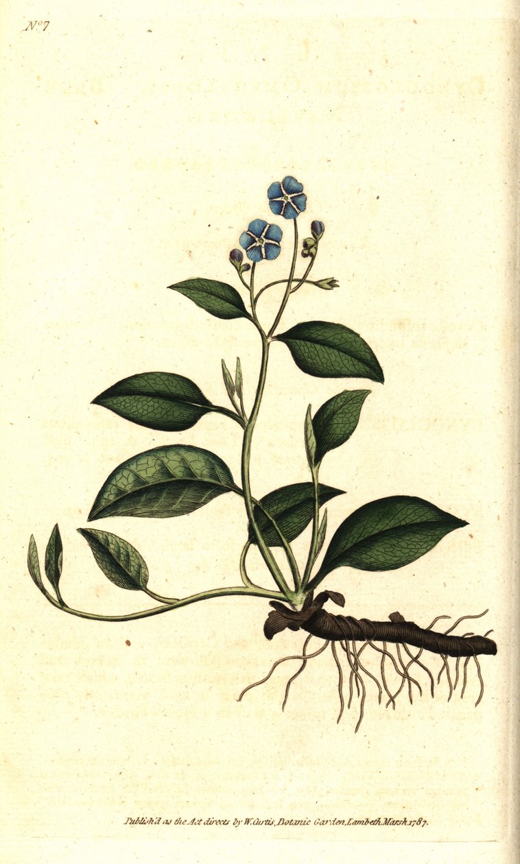 春天的Omphalodes或Printaniere小琉璃苣 - 匍匐的脐草，Omphalodes verna（蓝色脐草，Cynoglossum omphalodes）。根据詹姆斯-索尔比的植物学插图手工雕刻的铜版画，出自威廉-柯蒂斯的《植物学杂志》，L 作者 西德纳姆·泰斯特·爱德华兹