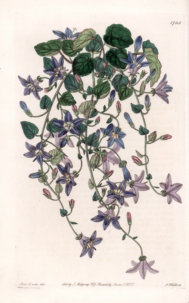 星形钟乳石--S.Watts雕刻的图版，来自Sarah Anne Drake（1803-1857）的插图，出自英国Sydenham Edwards（1768-1819）的植物学登记册。 作者 西德纳姆·泰斯特·爱德华兹