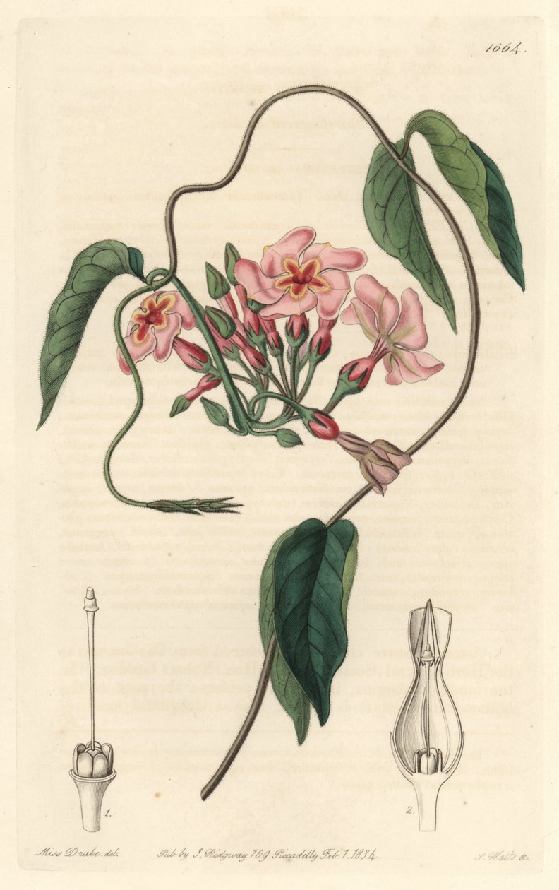 恒星石，原产于巴西--沃茨（S. Watts）根据莎拉-安妮-德雷克（1803-1857）的插图创作的Water forte，来自《植物志》。 作者 西德纳姆·泰斯特·爱德华兹