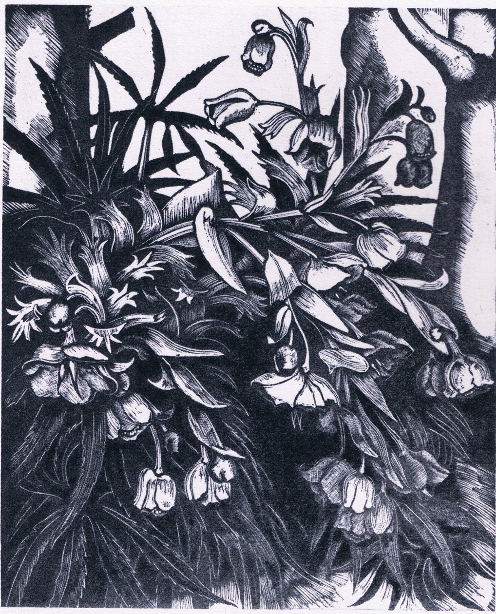 臭 Hellebore, 自然在英国由柯林斯出版社出版 作者 西德纳姆·泰斯特·爱德华兹