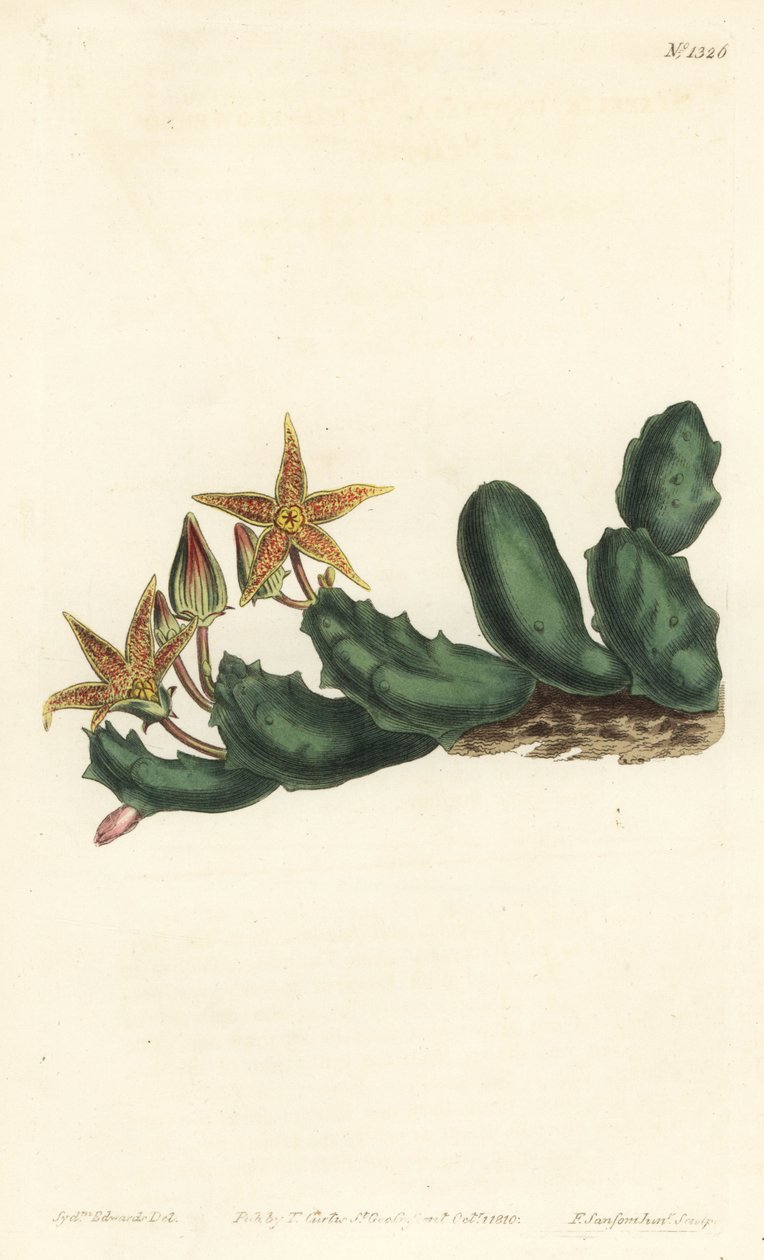 Stisseria geminata（双花石竹，Stapelia geminata）。F. Sansom Jr.根据Sydenham Edwards的插图进行的手绘铜版画，出自William Curtis的植物学杂志，T. Curtis，伦敦 作者 西德纳姆·泰斯特·爱德华兹