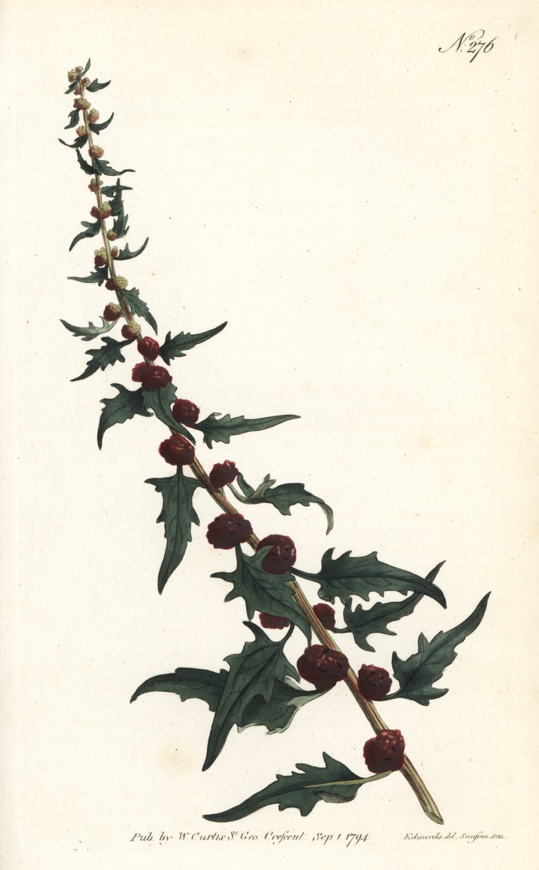 草莓菠萝在长棍子上--叶鹅膏，Chenopodium foliosum (Strawberry blite, Blitum virgatum)。Sansom根据Sydenham Edwards的插图进行的手绘铜版画，出自William Curtis的植物杂志，伦敦 作者 西德纳姆·泰斯特·爱德华兹