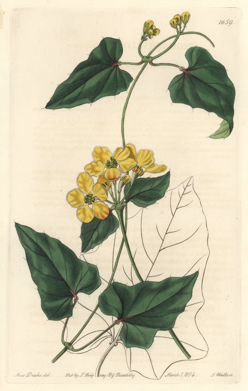 斯蒂格马菲隆，原产于南美洲--沃茨（S. Watts）根据莎拉-安妮-德雷克（1803-1857）的插图创作的强水，来自《植物志》。 作者 西德纳姆·泰斯特·爱德华兹