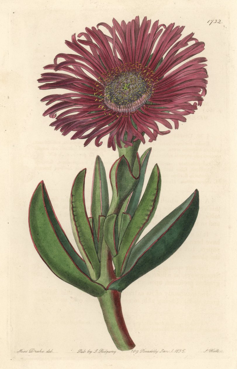 多汁植物Carpobrotus，原产于南非--S. Watts根据Sarah Anne Drake（1803-1857）的插图制作的强水，来自《植物志》。 作者 西德纳姆·泰斯特·爱德华兹
