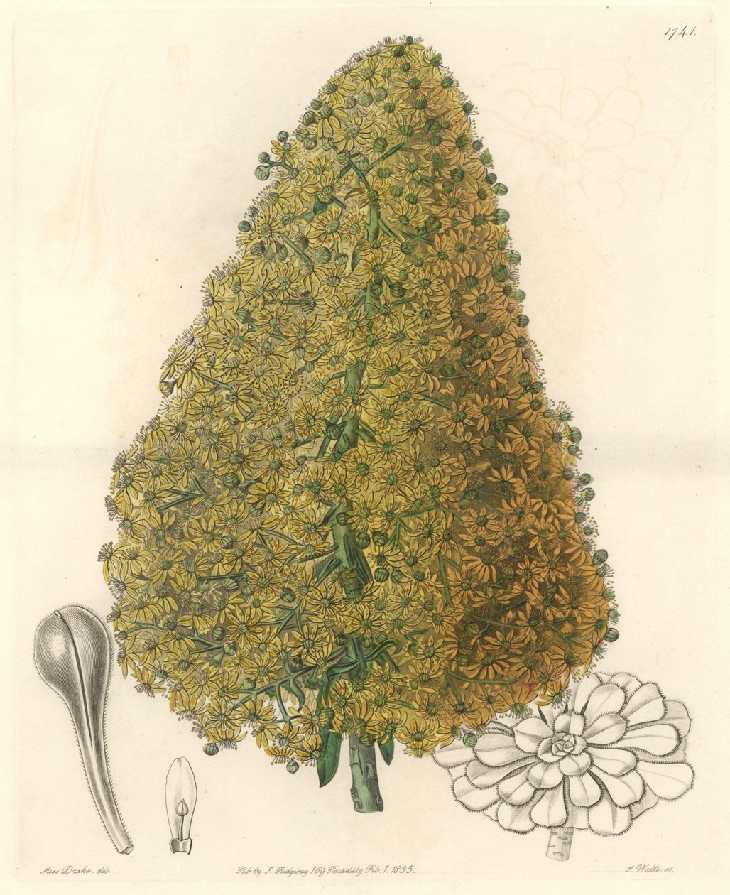 多汁植物，Aenium的花，原产于加那利群岛--S. Watts根据Sarah Anne Drake（1803-1857）的插图创作的强水，出自《植物志》。 作者 西德纳姆·泰斯特·爱德华兹