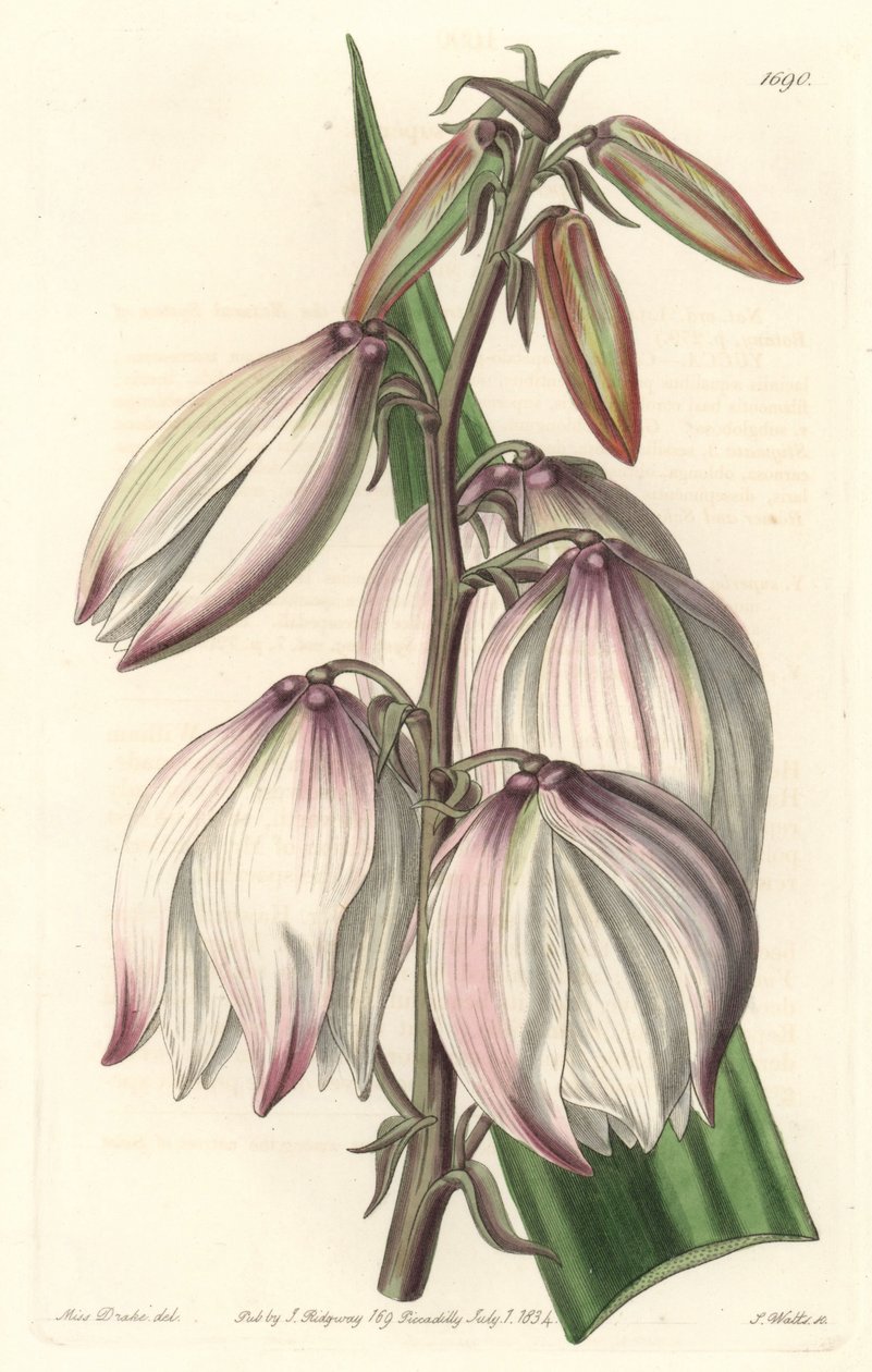 极品丝兰--水芙蓉，由S.Watts根据Sarah Anne Drake（1803-1857）的插图创作，来自《植物志》。 作者 西德纳姆·泰斯特·爱德华兹