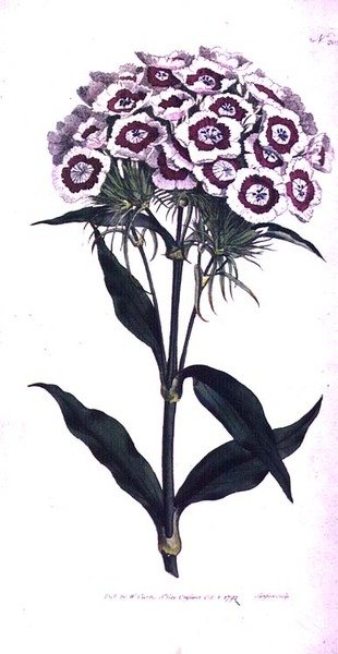 Sweet William或Bearded Pink（Dianthus barbatus），板块205来自William Curtis的