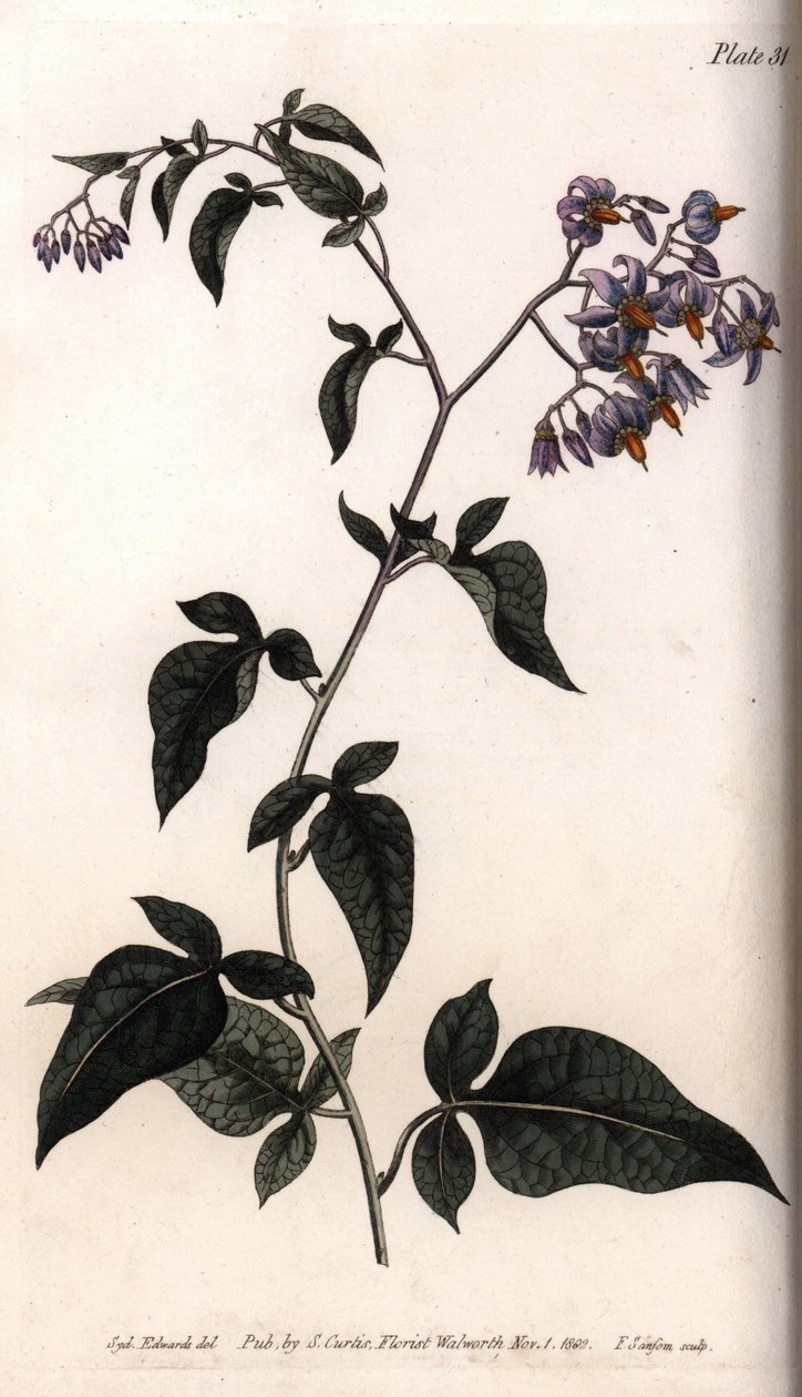 甜苦或苦甜的夜来香。彩色铜版画，由Sydenham Edwards（1768-1819）为兰贝斯植物园（英国）的植物学会议提供的插图。 作者 西德纳姆·泰斯特·爱德华兹