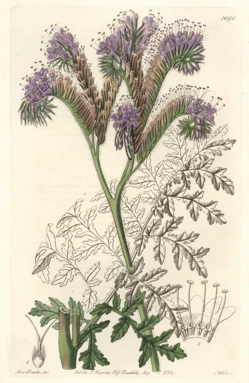 堇菜叶子的凤仙花，原产于加利福尼亚--沃茨（S. Watts）根据莎拉-安妮-德雷克（1803-1857）的插图绘制，来自《植物志》。 作者 西德纳姆·泰斯特·爱德华兹