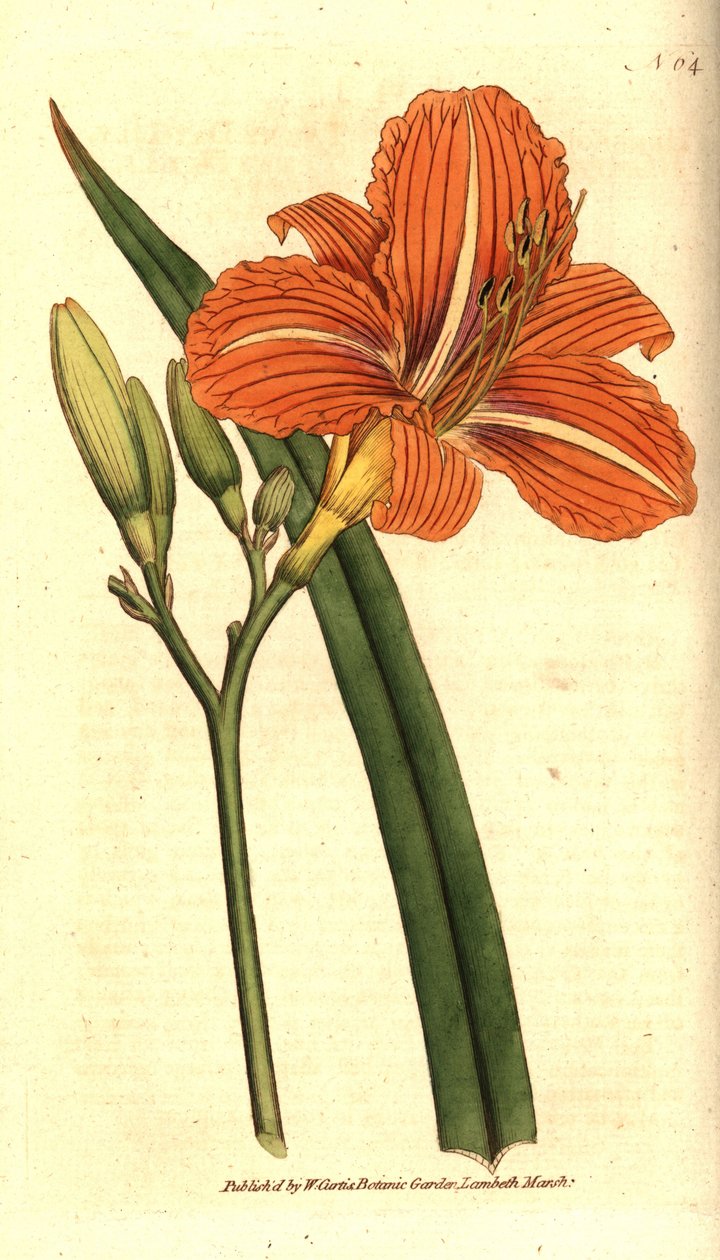 黄褐色萱草，Hemerocallis fulva。根据威廉-柯蒂斯的《植物学杂志》中的植物插图进行的手绘铜版画，伦敦兰贝斯沼泽。 作者 西德纳姆·泰斯特·爱德华兹