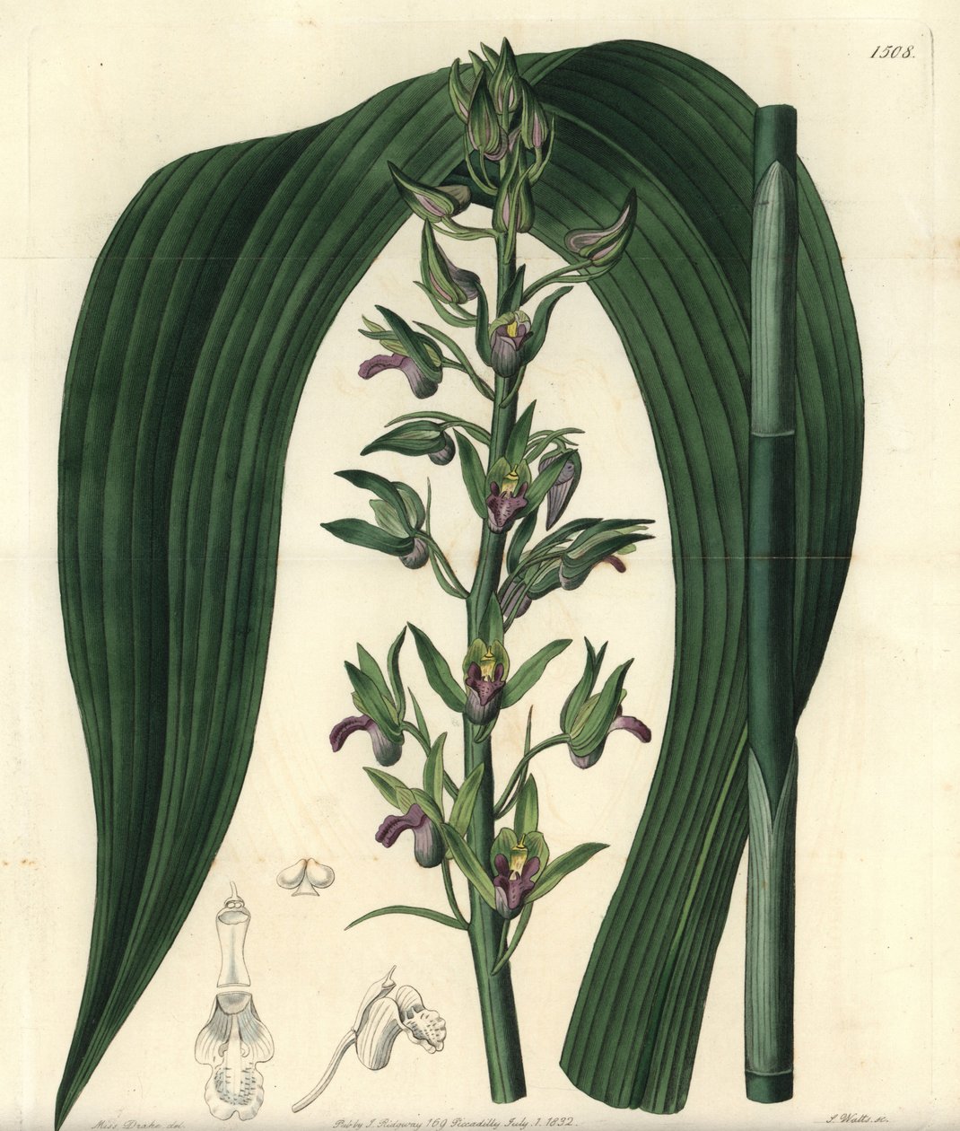 陆生兰花变种--野生椰树兰花，Eulophia alta（Woodford