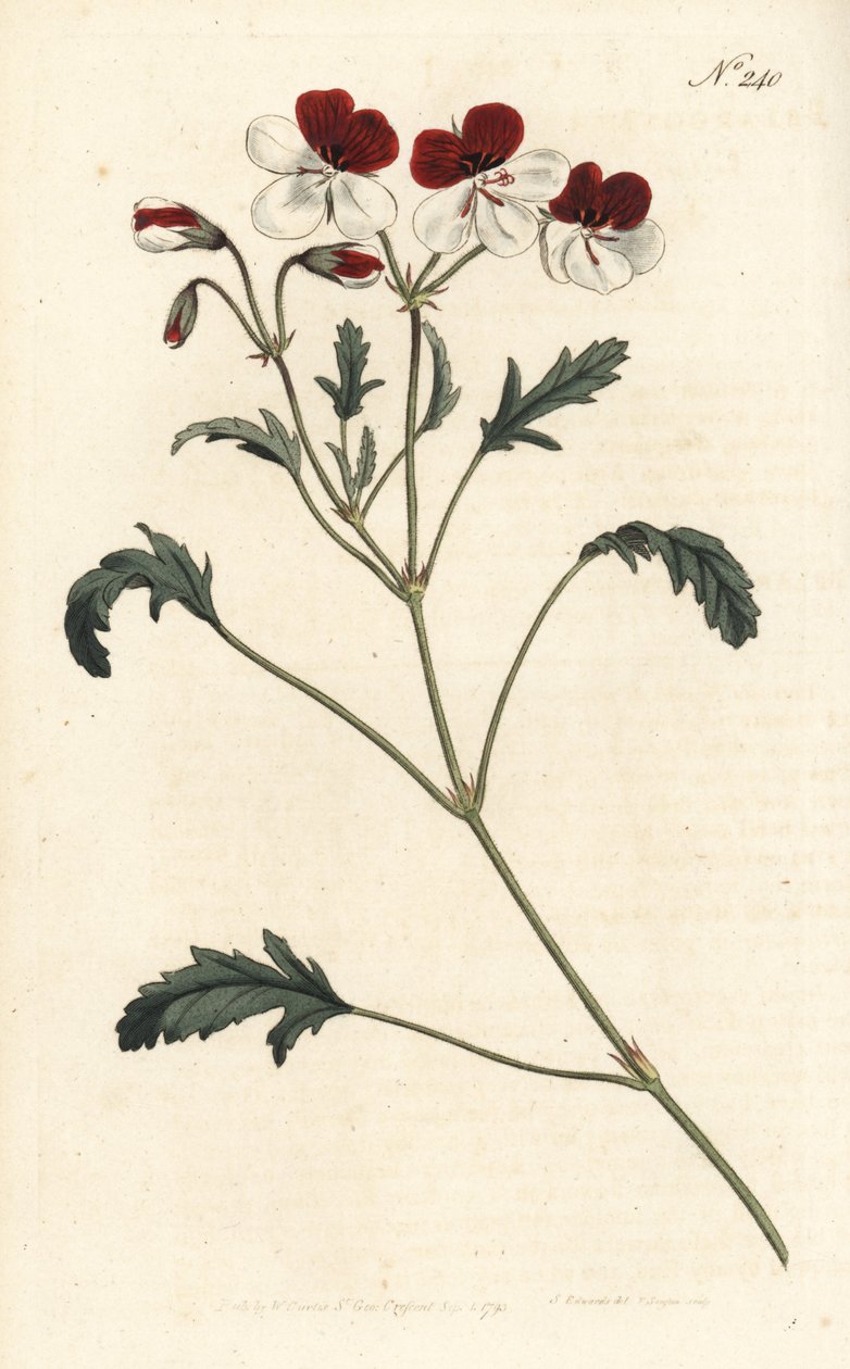 三色鹤嘴，三色天竺葵。Sansom根据Sydenham Edwards的插图进行的手绘铜版画，伦敦William Curtis的植物学杂志。 作者 西德纳姆·泰斯特·爱德华兹