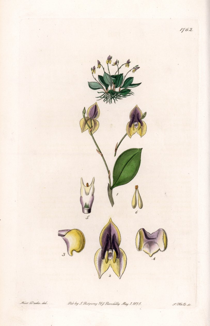 三齿Lepanthe--S.Watts雕刻的图版，来自Sarah Anne Drake（1803-1857）的插图，出自英国Sydenham Edwards（1768-1819）的植物学记录。 作者 西德纳姆·泰斯特·爱德华兹