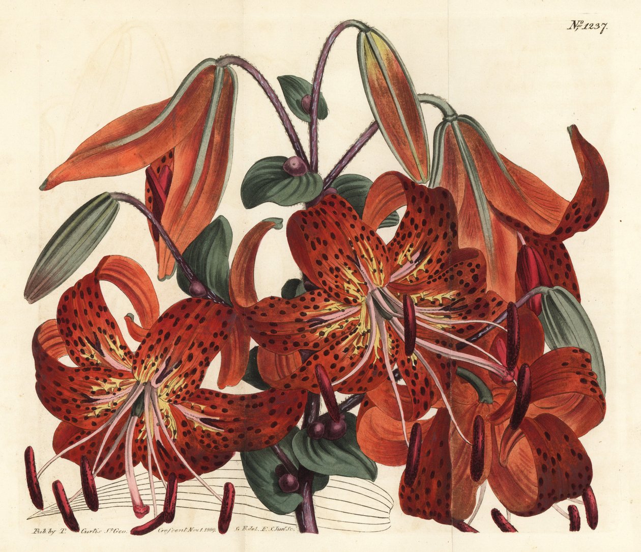 虎皮百合--虎皮百合，Lilium lancifolium（虎斑百合，Lilium tigrinum）。F. Sansom Jr.根据Sydenham Edwards的插图进行的手绘铜版画，出自William Curtis的植物学杂志，T. Curtis，伦敦 作者 西德纳姆·泰斯特·爱德华兹