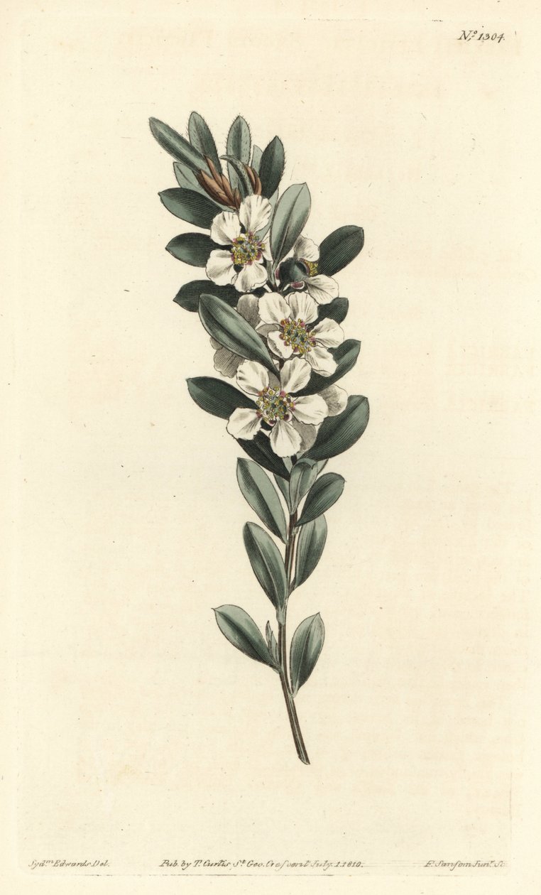 树或澳大利亚桃金娘--海岸茶树，Leptospermum laevigatum（光滑织物，Fabricia laevigata）。F. Sansom Jr.根据Sydenham Edwards的插图进行的手绘铜版画，出自William Curtis的植物杂志，T. Cur。 作者 西德纳姆·泰斯特·爱德华兹
