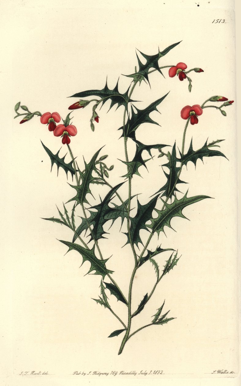 Triangular chorozema, Chorozema triangulare。S. Watts根据J.T. Hart的插图进行的手绘铜版画，出自Sydenham Edwards的《植物志》，伦敦Ridgeway。 作者 西德纳姆·泰斯特·爱德华兹