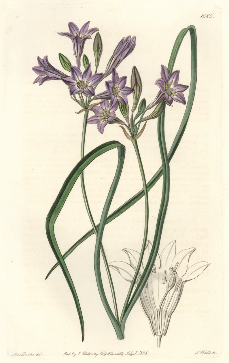 Triteleia ou brodiacea lache - S. Watts 的 Water forte，来自植物学名录中 Sarah Anne Drake (1803-1857) 的插图 作者 西德纳姆·泰斯特·爱德华兹