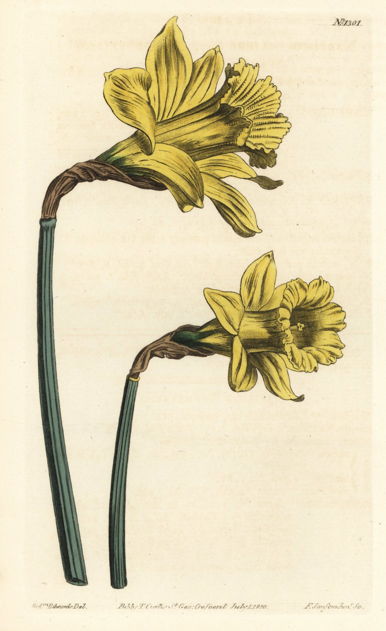 喇叭水仙，Narcissus hispanicus（大型黄色西班牙水仙，Narcissus major）。F. Sansom Jr.根据Sydenham Edwards的插图进行的手绘铜版画，出自William Curtis的植物学杂志，T. Curtis，伦敦 作者 西德纳姆·泰斯特·爱德华兹