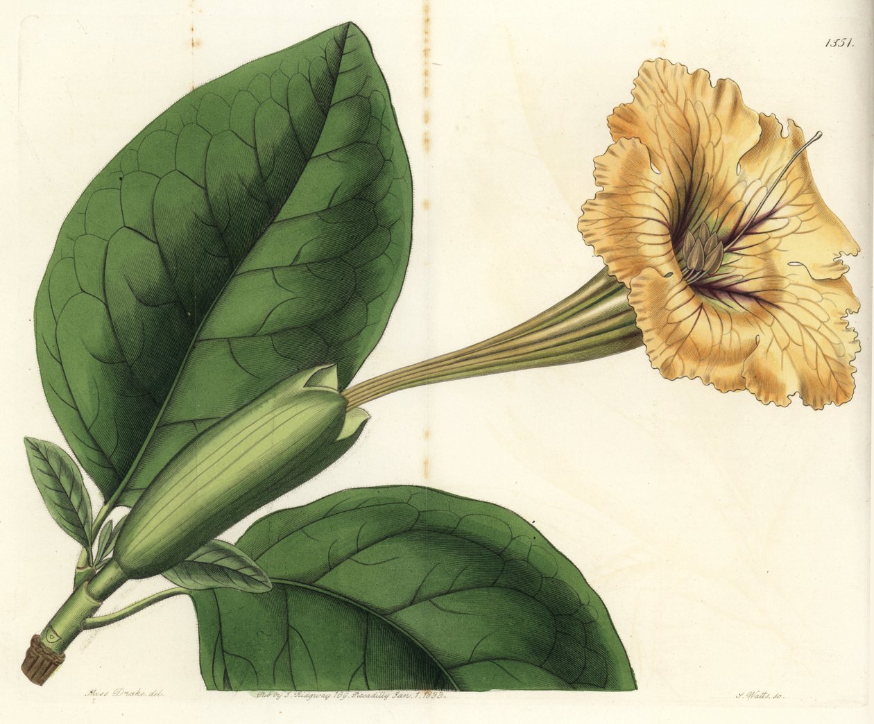 喇叭藤或金杯--圣杯藤或斑点花索兰，Solandra guttata。S. Watts根据Sydenham Edwards的《植物志》中Sarah Drake小姐的插图进行的手绘铜版画，伦敦Ridgeway。 作者 西德纳姆·泰斯特·爱德华兹